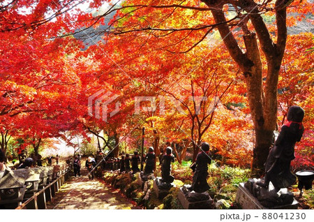 伊勢原市　大山寺本堂前石段参道の鮮やかな紅葉 88041230