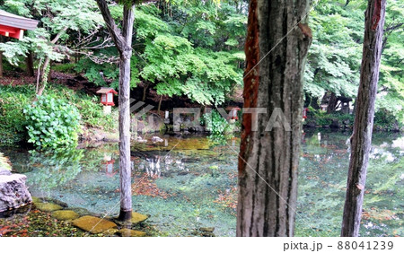 富士山本宮浅間大社の湧玉池 神聖な池 富士山本宮浅間大社の湧玉池 神聖な池 88041239