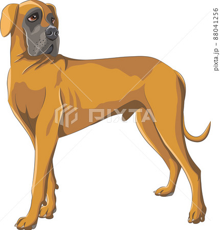 Dog breed Great German Dane isolated on white background. 88041256