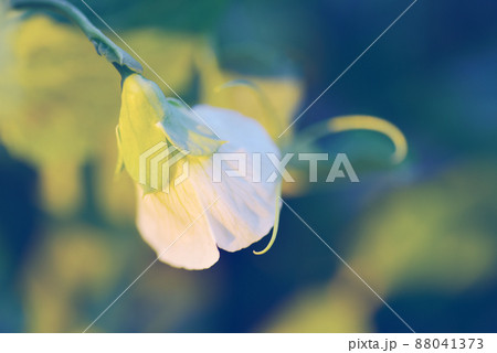 うすいえんどうの花 オールドレンズ うすいえんどうの花 オールドレンズ 88041373