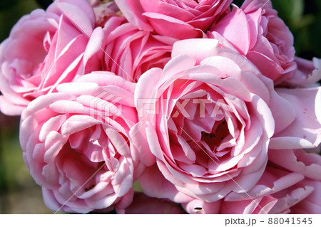 beautiful delicate spring flower close-up. flowers pink roses. 88041545