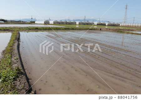 田植えを待つ宮崎市の田んぼの風景 田植えを待つ宮崎市の田んぼの風景 88041756