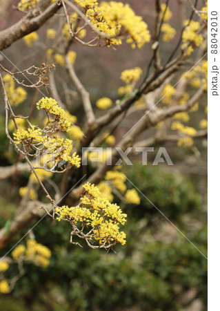 サンシュユ 88042010