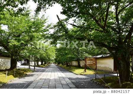 京都市伏見区　醍醐寺境内の雨月茶屋入口前参道と新緑 88042157
