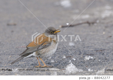 シロハラ 88042277