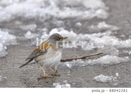 シロハラ 88042281