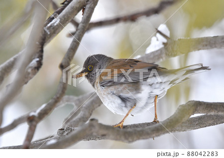 シロハラ 88042283