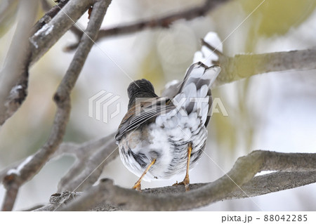 シロハラ 88042285