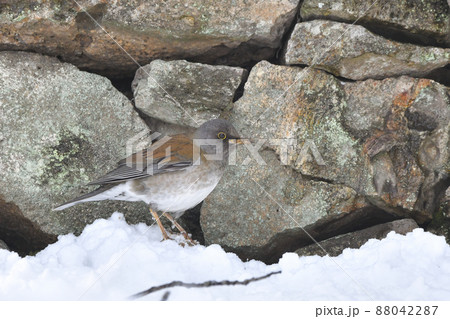 シロハラ 88042287