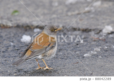 シロハラ 88042289