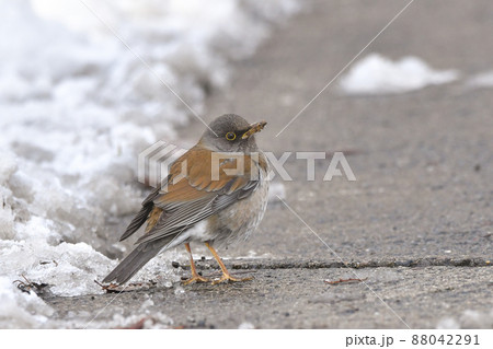 シロハラ 88042291