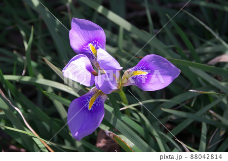 カンザキアヤメ 88042814
