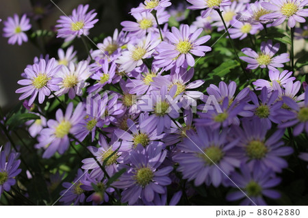 みやこわすれの花 Gymnaster の写真素材 04 みやこわすれの花 Gymnaster の写真素材 04