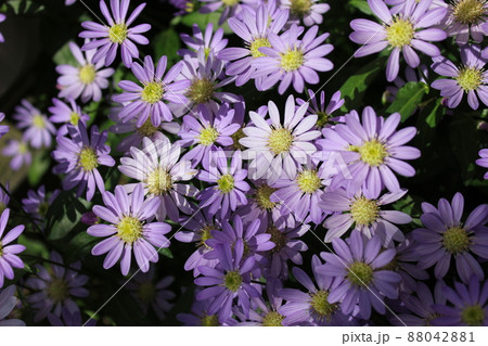 みやこわすれの花 ~・~・~Gymnaster~・~・~ みやこわすれの花 ~・~・~Gymnaster~・~・~ 88042881