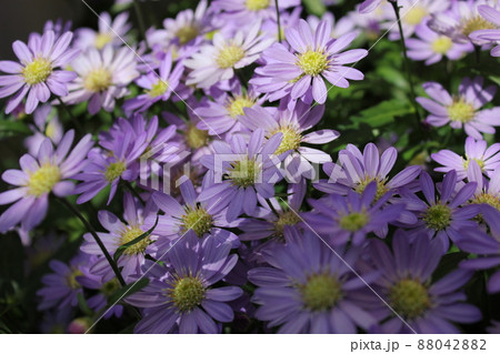 みやこわすれの花 Gymnaster の写真素材 0428 みやこわすれの花 Gymnaster の写真素材 0428