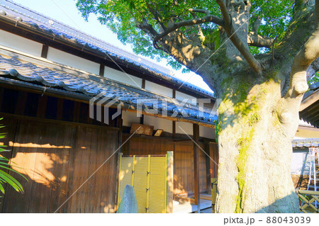 ホルトノキと真鍋家住宅1　岡山県笠岡市真鍋島 88043039