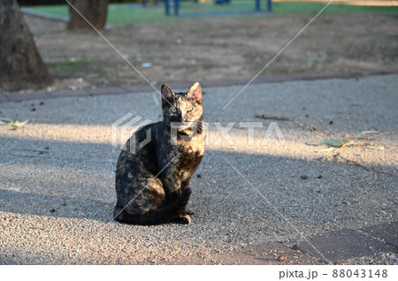black and tan cat posing for the photographer. 88043148