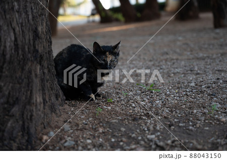 black and tan cat posing for the photographer. black and tan cat posing for the photographer. 88043150