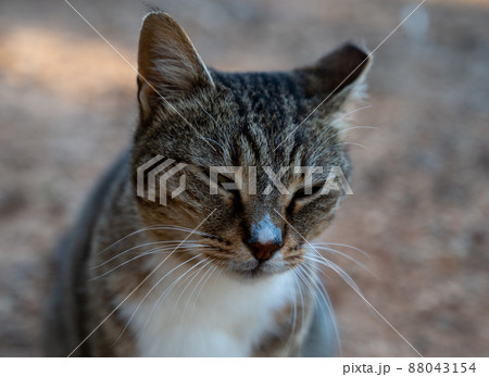 An ordinary yard cat sits outside and looks up. 88043154