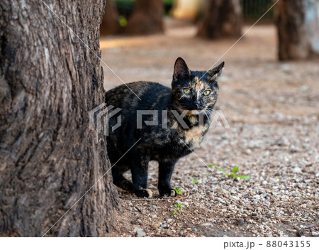 black and tan cat posing for the photographer. 88043155