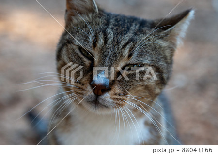 An ordinary yard cat sits outside and looks up. 88043166