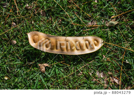 The pod from the Albizia lebbeck tree is brown and long with seeds inside lies on the green grass. Top view. The pod from the Albizia lebbeck tree is brown and long with seeds inside lies on the green grass. Top view. 88043279
