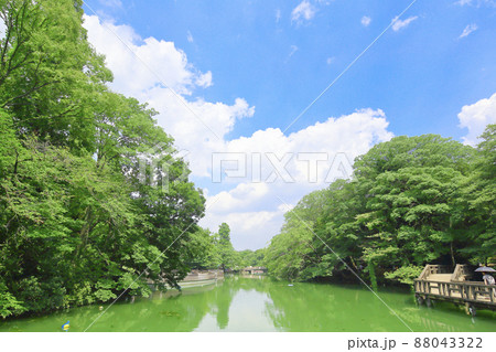 夏の石神井公園 88043322