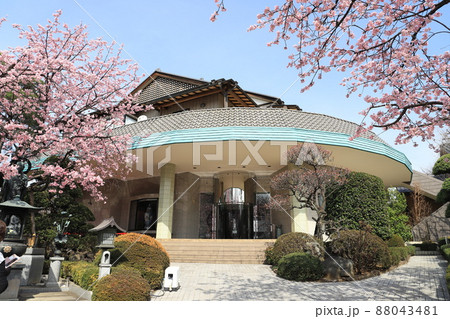密蔵院 ギャラリーと安行桜(埼玉県川口市安行原) 密蔵院 ギャラリーと安行桜(埼玉県川口市安行原) 88043481