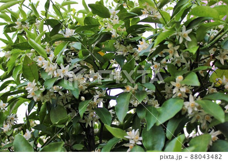 みかんの花 ~・~☆。*+Tangerine flower+*。☆~・~ みかんの花 ~・~☆。*+Tangerine flower+*。☆~・~ 88043482