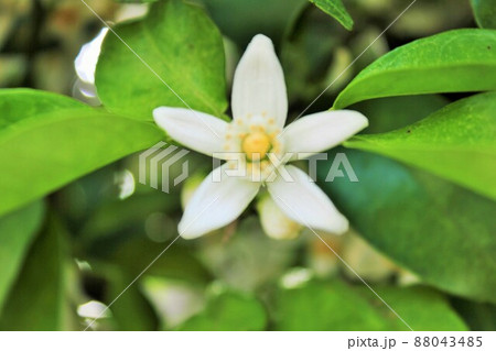 みかんの花     ~・~☆。*+Tangerine flower+*。☆~・~ みかんの花     ~・~☆。*+Tangerine flower+*。☆~・~ 88043485