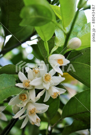 みかんの花　　　　　～・～☆。*＋Tangerine flower＋*。☆～・～ 88043487