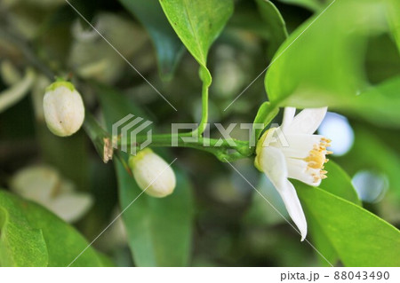 みかんの花　　　　　～・～☆。*＋Tangerine flower＋*。☆～・～ 88043490