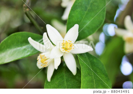 みかんの花 ~・~☆。*+Tangerine flower+*。☆~・~ みかんの花 ~・~☆。*+Tangerine flower+*。☆~・~ 88043491