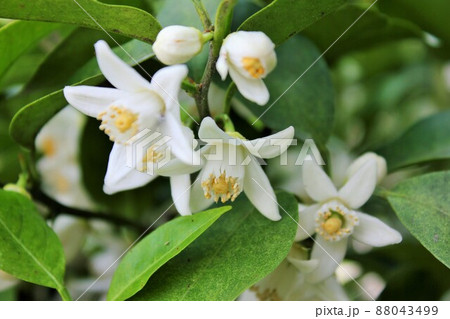みかんの花 ~・~☆。*+Tangerine flower+*。☆~・~ みかんの花 ~・~☆。*+Tangerine flower+*。☆~・~ 88043499