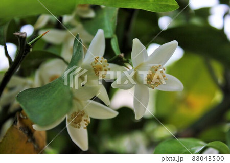 みかんの花　　　　　～・～☆。*＋Tangerine flower＋*。☆～・～ 88043500