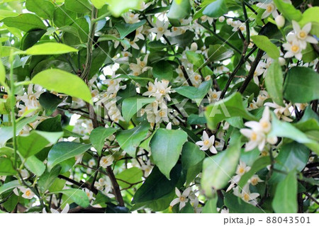 みかんの花　　　　　～・～☆。*＋Tangerine flower＋*。☆～・～ 88043501