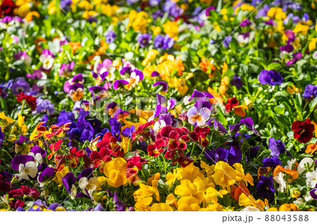春に咲いたカラフルなパンジー 88043588