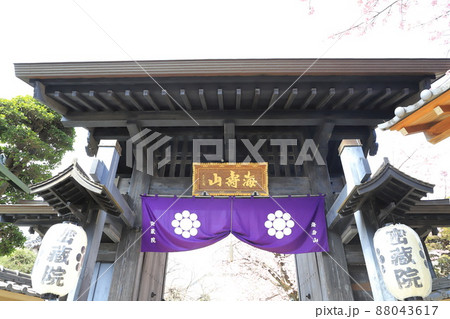 密蔵院 山門と安行桜 (埼玉県川口市安行原) 密蔵院 山門と安行桜 (埼玉県川口市安行原) 88043617