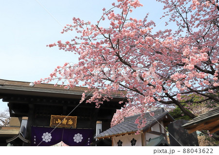 密蔵院 山門と安行桜 (埼玉県川口市安行原) 密蔵院 山門と安行桜 (埼玉県川口市安行原) 88043622