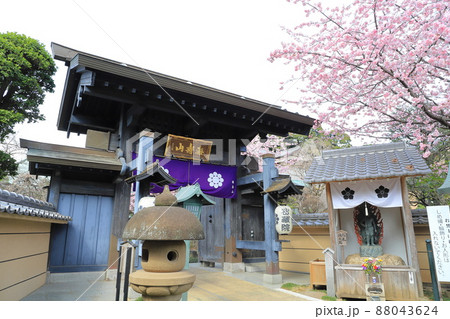 密蔵院　山門と安行桜　（埼玉県川口市安行原）　　　 88043624