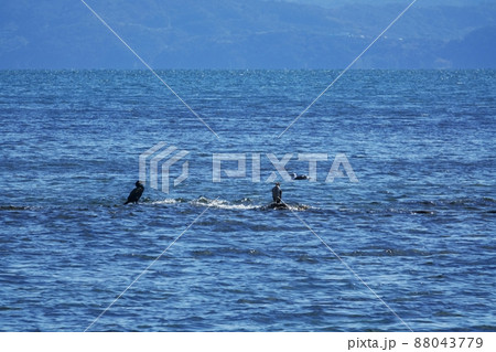 晴れた日の青い海と岩に止まった鳥・冬・220212pm 晴れた日の青い海と岩に止まった鳥・冬・220212pm 88043779