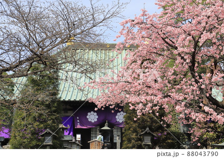 密蔵院 本殿と安行桜 (埼玉県川口市安行原) 密蔵院 本殿と安行桜 (埼玉県川口市安行原) 88043790