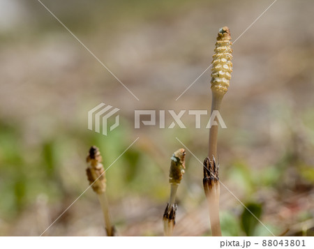 つくし つくし 88043801