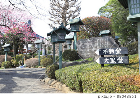 密蔵院　境内の安行桜（埼玉県川口市安行原）　 88043851