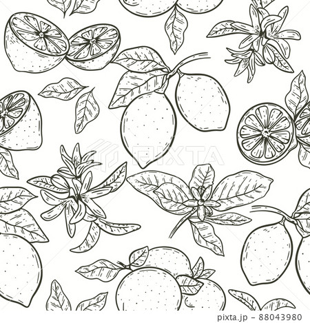 Lemons on branch with leaves and flowers hand engraving seamless pattern 88043980