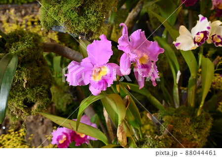 ＜東京都＞世界らん展 88044461