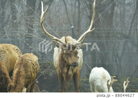 草を食むワピチ 草を食むワピチ 88044627