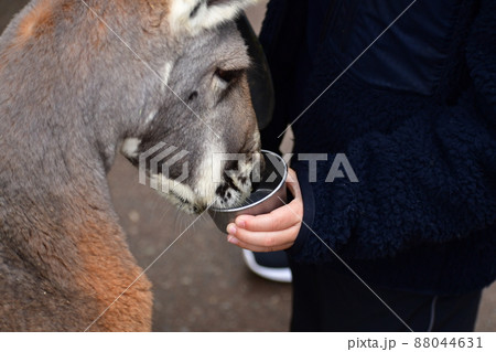 アカカンガルーの餌やり アカカンガルーの餌やり 88044631