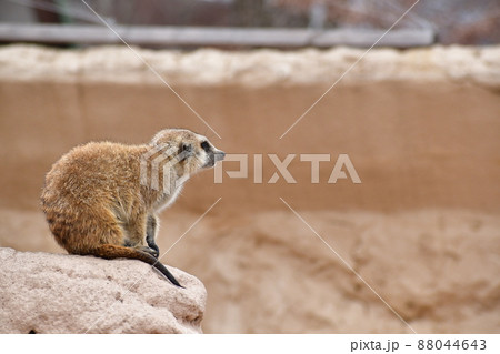 佇むミーアキャット 佇むミーアキャット 88044643