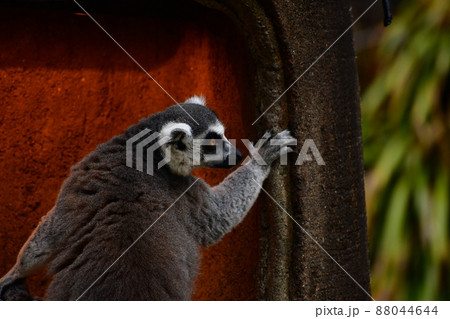 ワオキツネザル 88044644